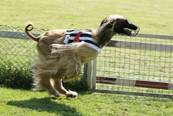 Sahid beim Rennen