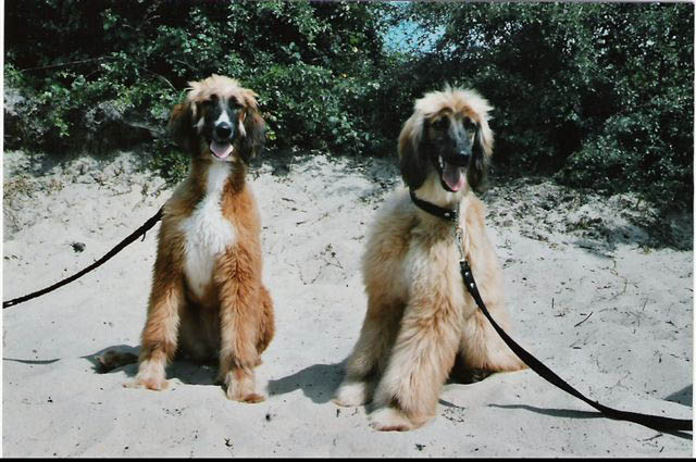 Varisha und Ushirana