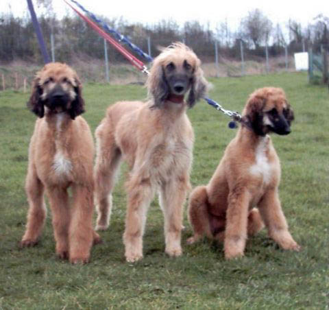 Wilson,Xena,Washana2