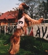 Hase schauen