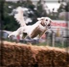 beim Hürdenrennen