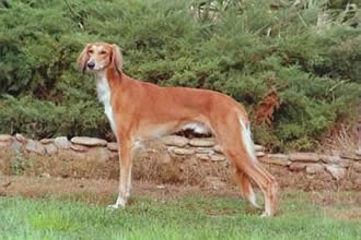 Aref Saluki rot