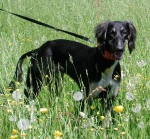 junger Saluki