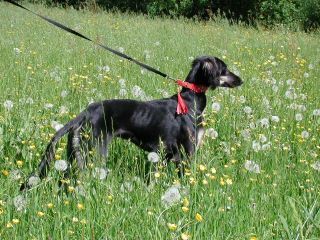 black and white Saluki