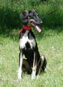 sitzend in der Wiese