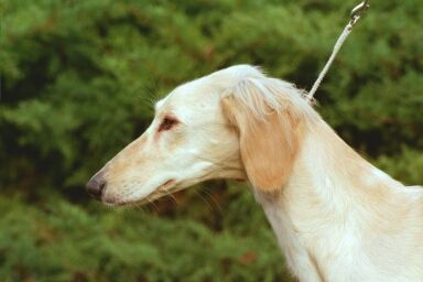 Kopfstudie v. Shaikh, Saluki goldfarben