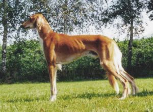 roter Salukirüde Aref