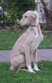 Saluki Rüde Bugatti