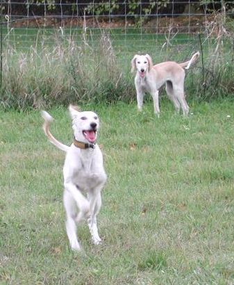 Salukiwelpe Ehsaan in Action