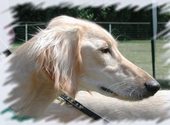 Ehsaan Klubsieger Ausstellung