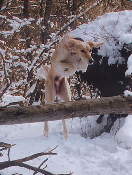 Sprung ber Baumstamm