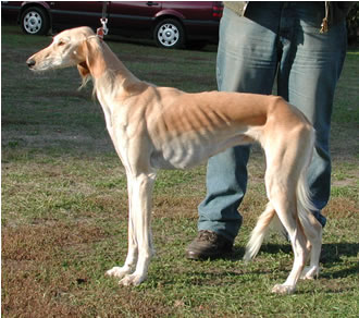 Salukihündin Enigma