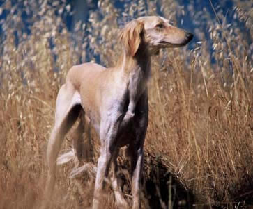 Shaikh im hohen Gras