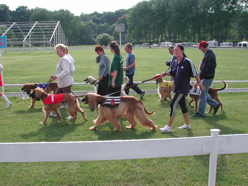 WM2005MlBoleslav_afghanen_rueden3