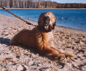 Aragon am See